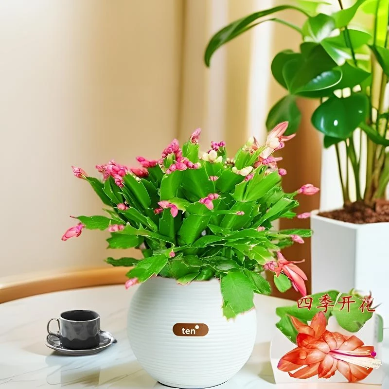 【带花苞】蟹爪兰花卉好养盆栽四季家养办公室客厅桌面阳台多肉绿植