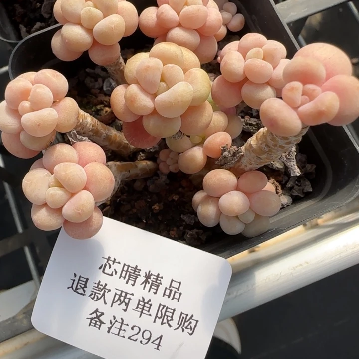 AA闪购精品多肉294号