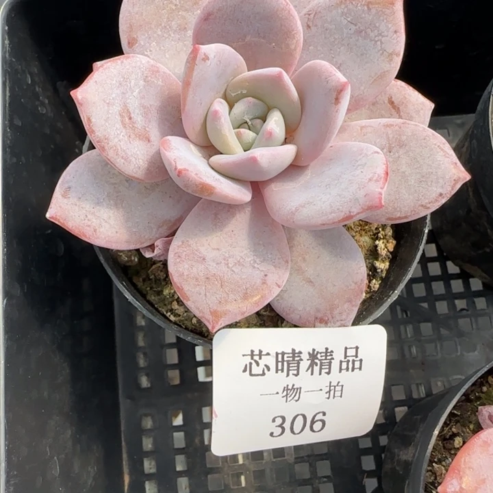 不****调AA闪购306精品多肉