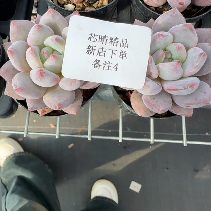 H****?AA闪购精品多肉4号两个