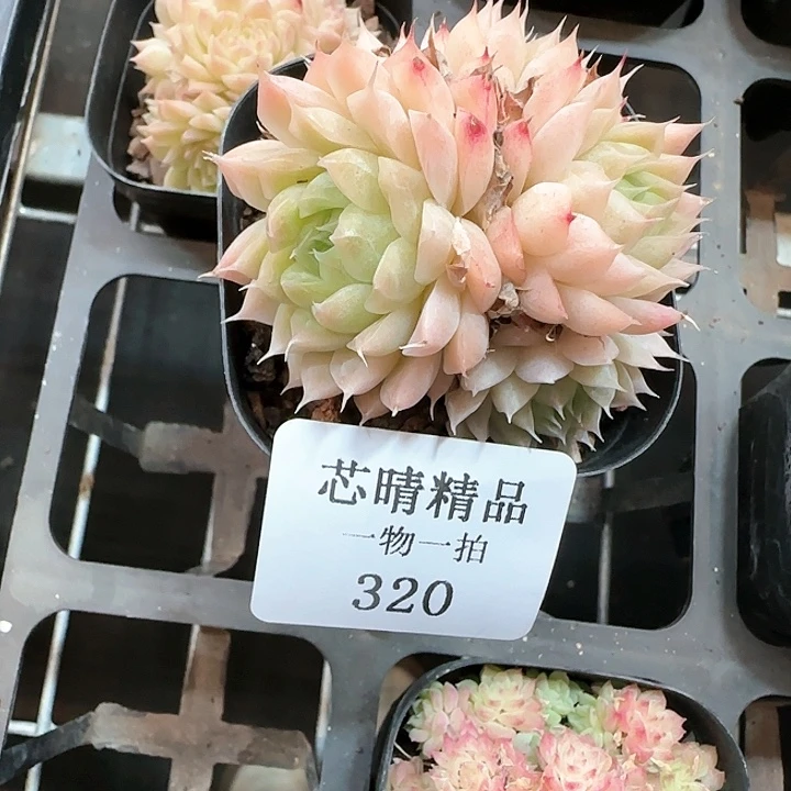 AA闪购320精品多肉
