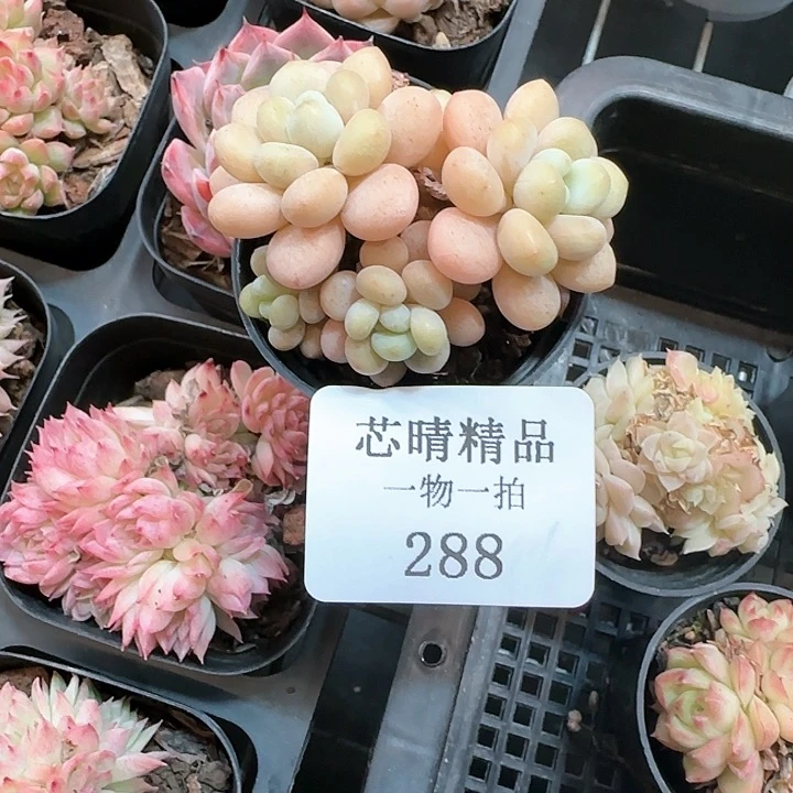 AA闪购精品多肉288