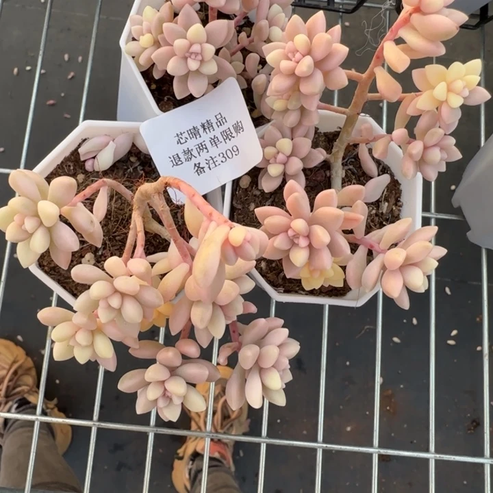 孜*AA闪购家哦多肉309号