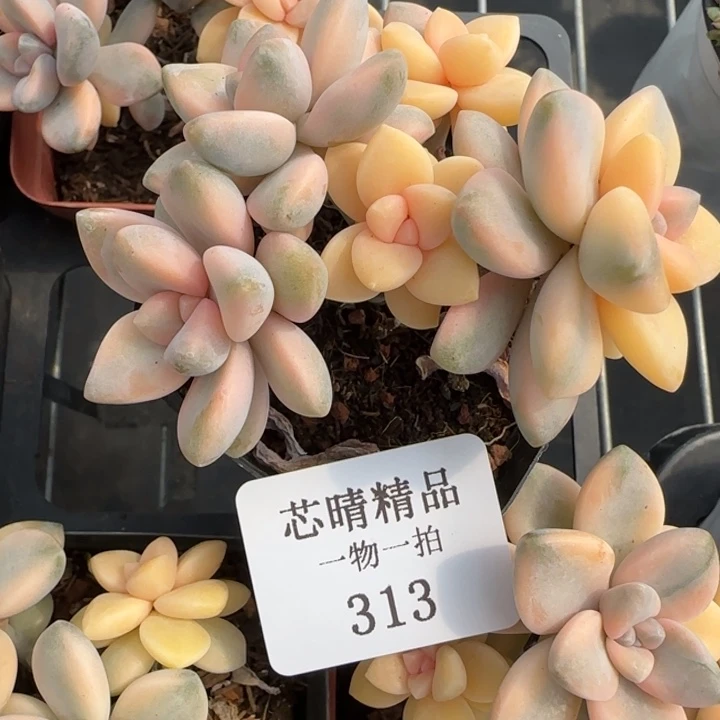 不****调AA闪购313精品多肉