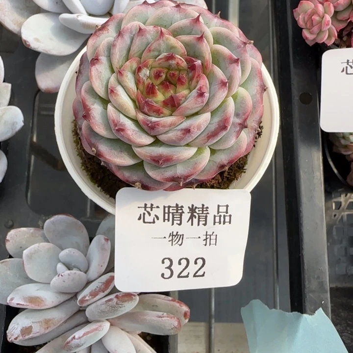 AA闪购322精品多肉