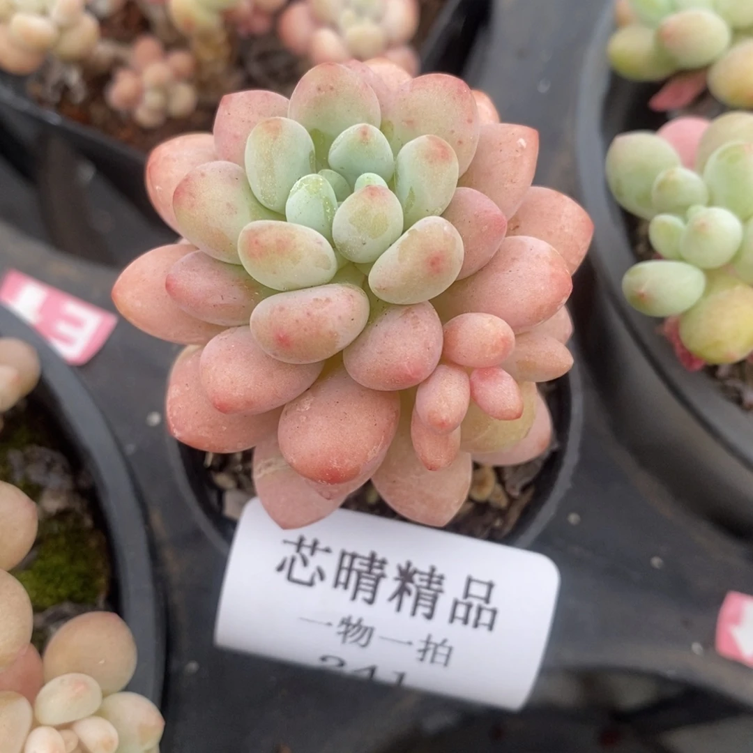 AA闪购买241号精品多肉
