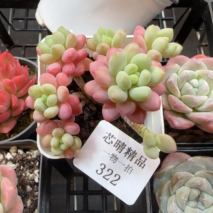 AA闪购精品多肉322