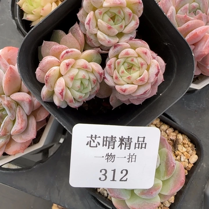 墨*萱AA闪购312精品多肉