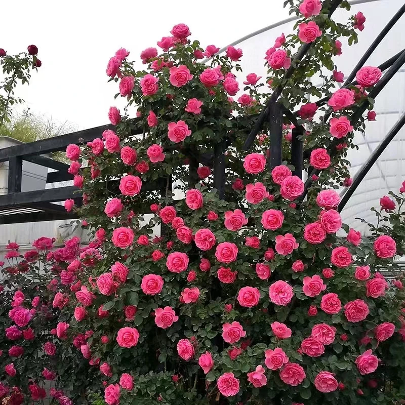 1.5米-2米高顺丰快递 达芬奇月季花大花浓香四季开花浓香庭院阳台