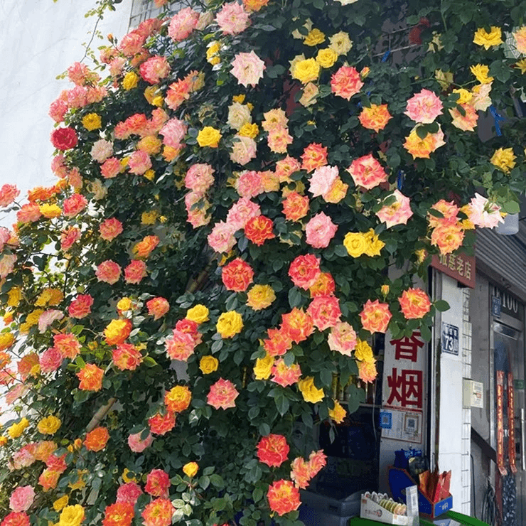 顺丰包邮 1.5-1.8米高爬藤月季大苗 腾彩虹浓香多花 庭院阳台种植