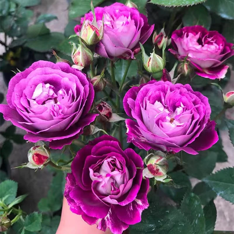 1.3-1.4米高顺丰快递 合唱团 藤本月季花大花浓香四季开庭院阳台