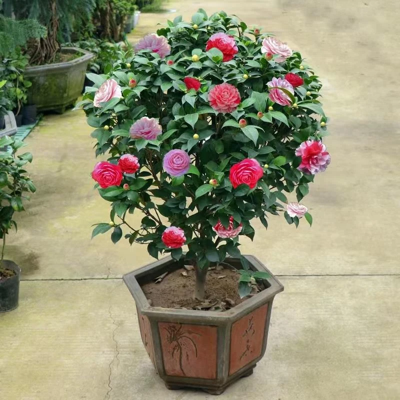 四季茶花树苗花卉盆栽耐寒花卉观花植物室内花卉绿植开花不断