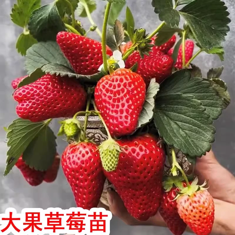 奶油草莓苗盆栽草莓苗当年结果用红颜四季结果阳台种植新苗秧