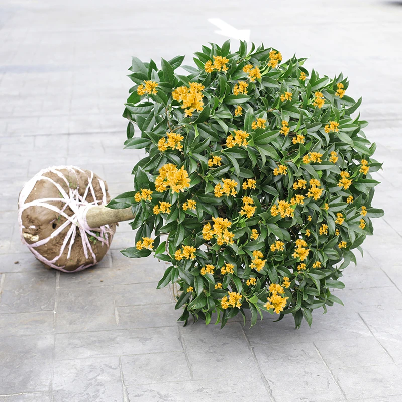 桂花树苗盆栽开花浓香型金桂沉香桂丹桂庭院花卉植物四季开花不断