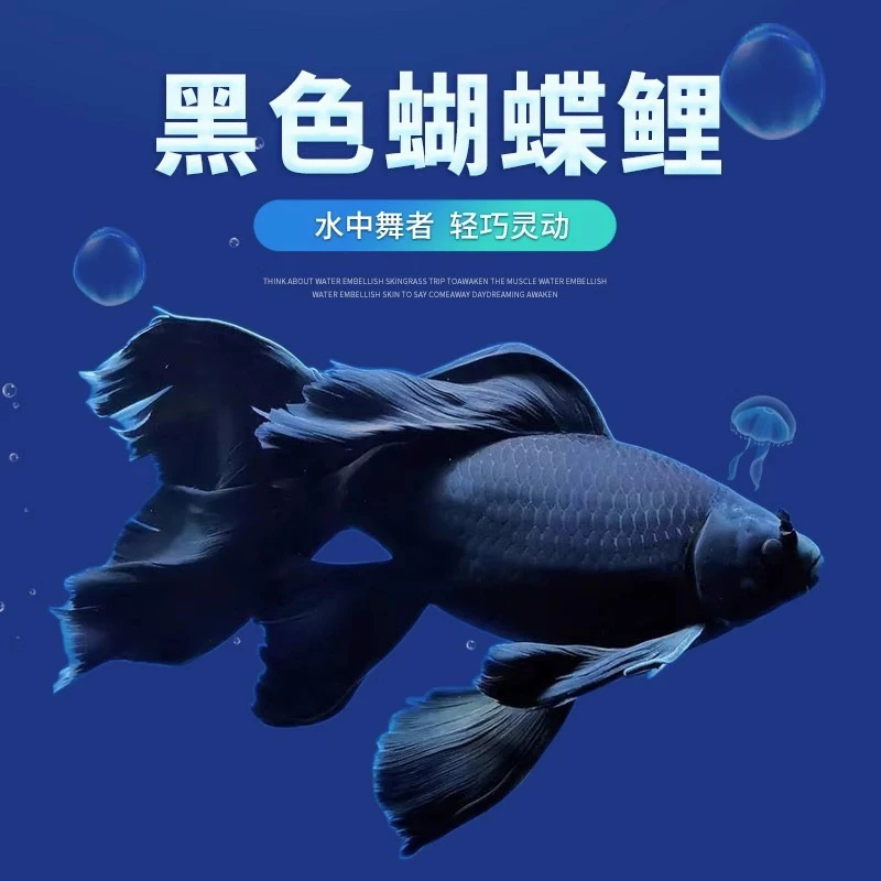 台湾黑色蝴蝶鲤墨蝶好混养耐活短身冷淡水小鱼观赏鱼苗活体包邮