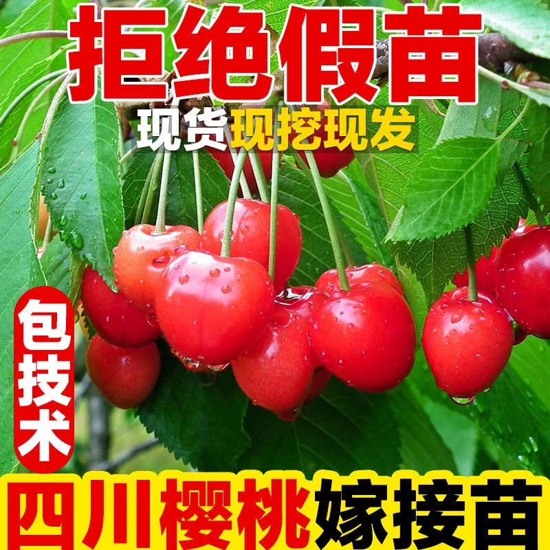 【带果发货】红妃樱桃苗正品嫁接苗南北方耐寒果树苗