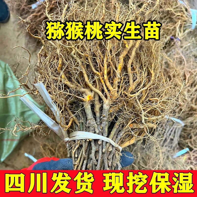 野生猕猴桃苗猕猴桃实生苗猕猴桃柘木原生苗直生苗现挖发货