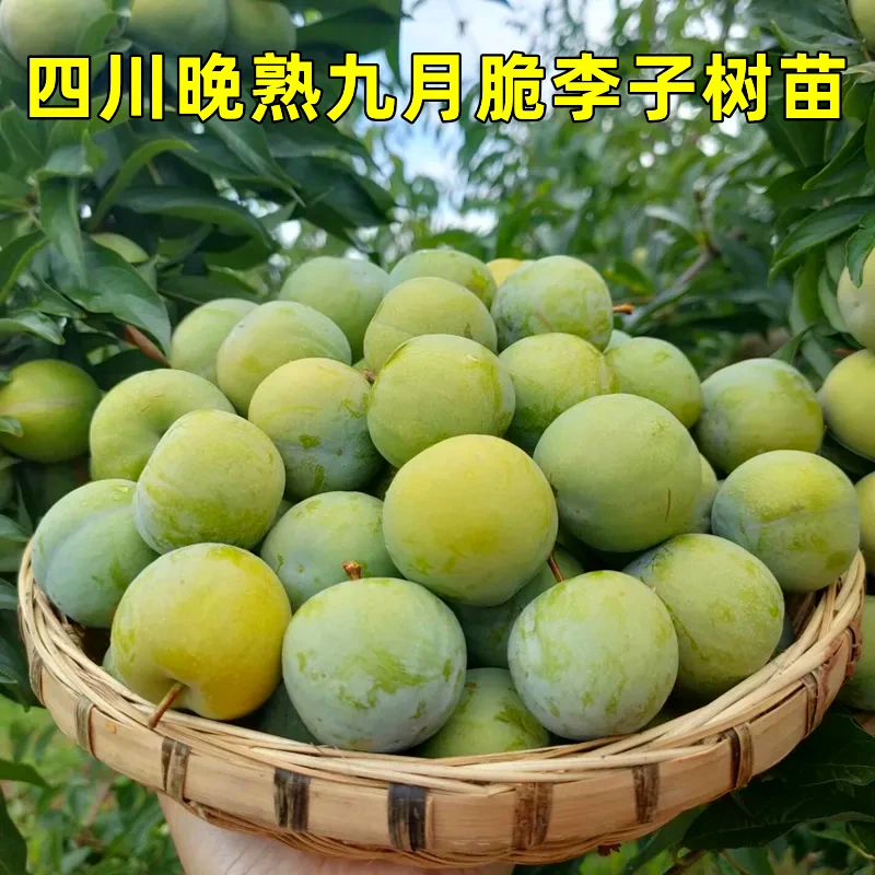 四川晚熟九月脆李子树苗晚熟青脆李脱骨李南北方栽种果树苗
