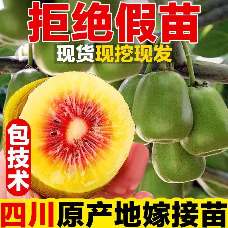 【正宗四川】徐香树苗精品猕猴桃苗红心猕猴桃树苗徐香树嫁接新品种