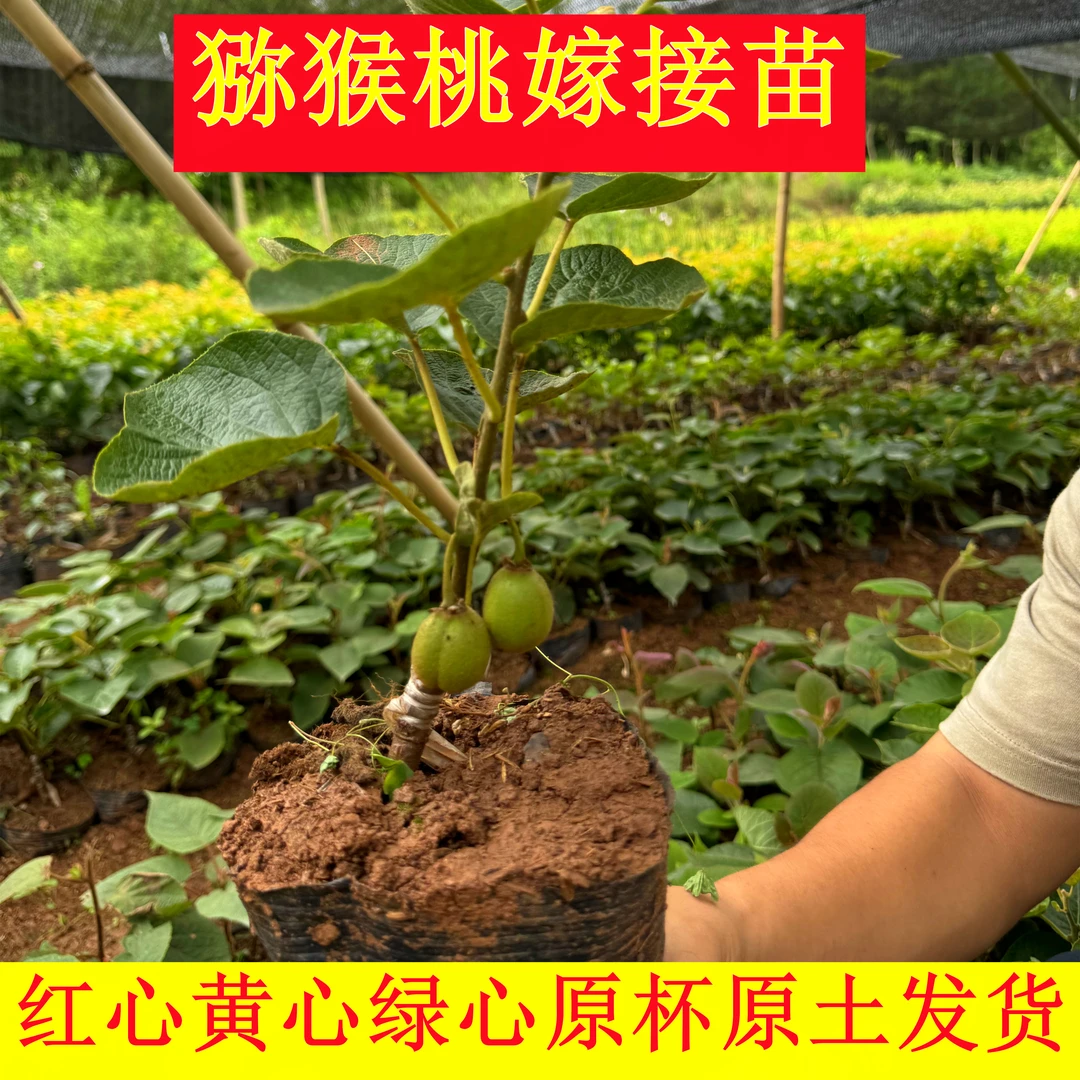 【原杯原土】猕猴桃树苗嫁接猕猴桃苗红心黄心绿心猕猴桃四川发货