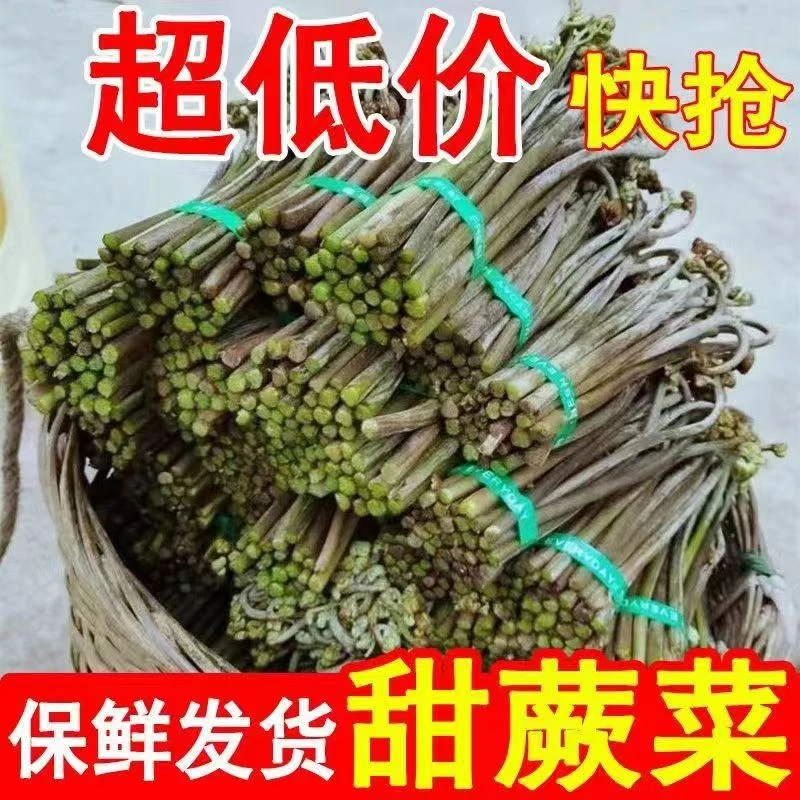 蕨菜当季天然野菜山蕨菜山野菜青蕨苔山撅菜下饭菜