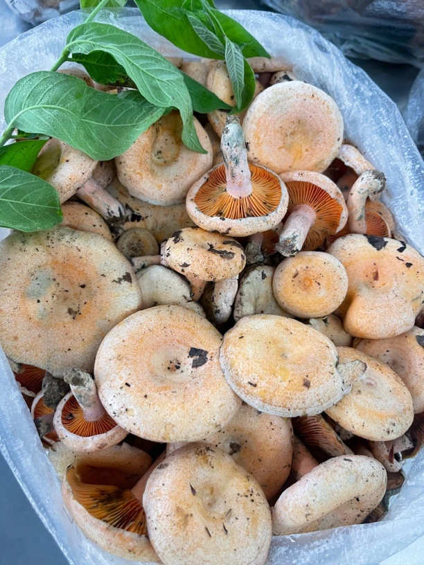 【现货】精选谷熟菌（加工生冻）云南食用野生菌