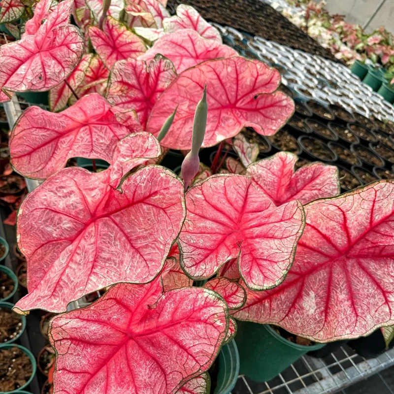彩叶芋盆栽（量拍）花卉绿植室内阳台庭院植物【叶损不售后】