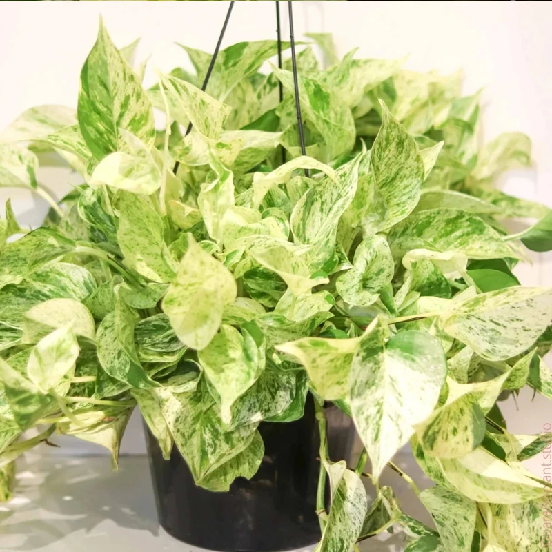 大理石皇后绿植盆栽