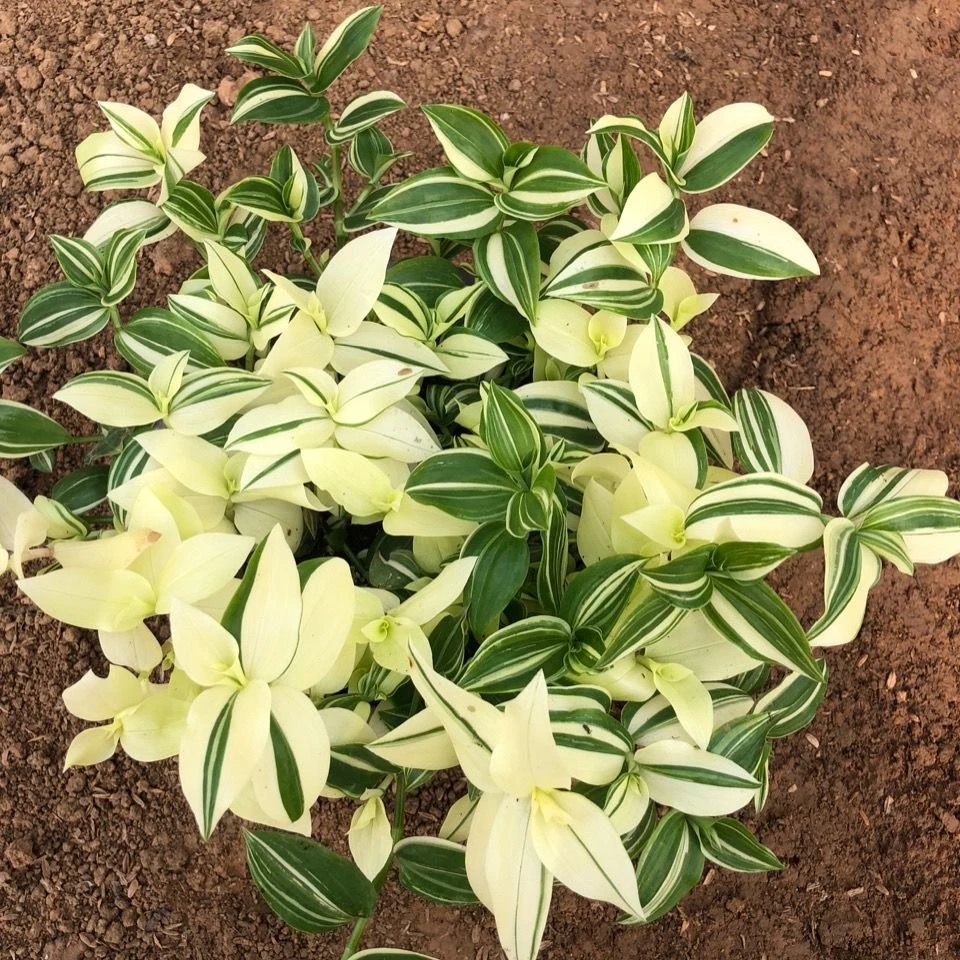 青白玉吊兰油画婚礼鸭舌吊兰垂吊吸甲醛室内绿植盆栽花卉特色吊兰