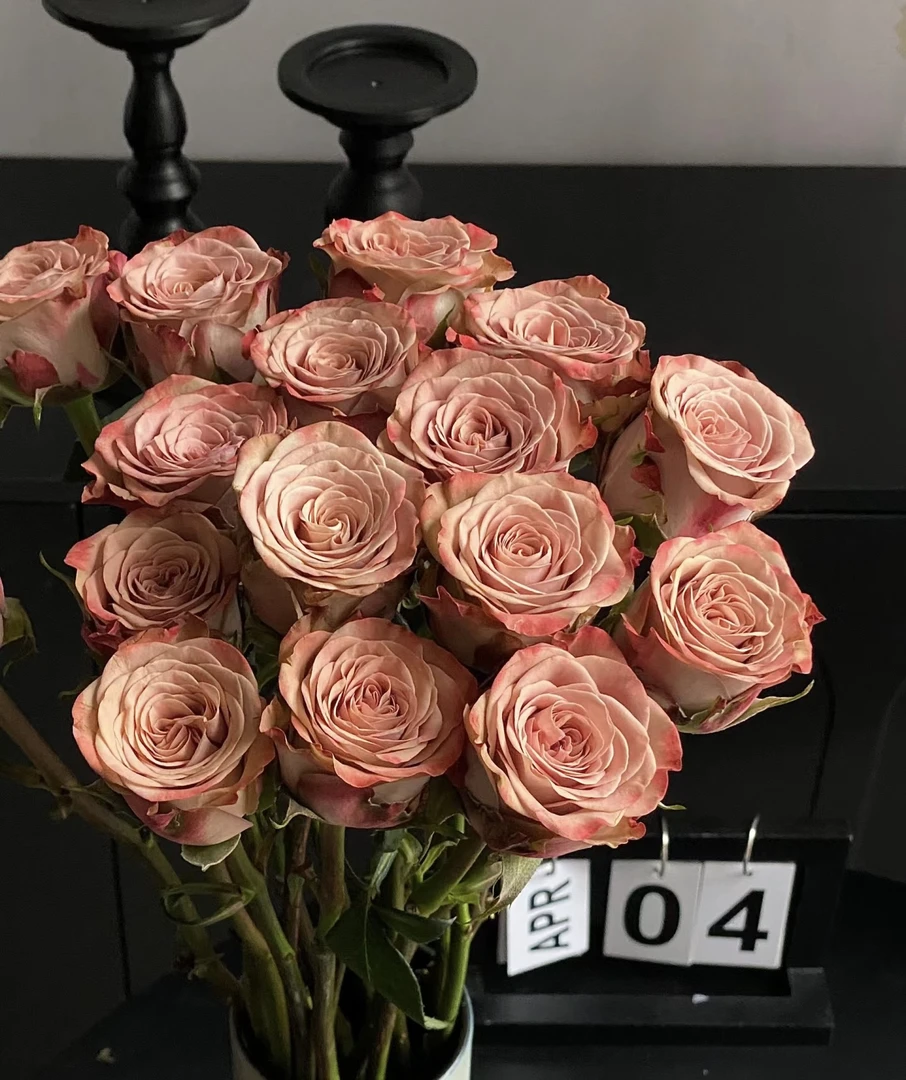 【卡布奇诺】复古色玫瑰 卡布奇诺玫瑰花 玫瑰 鲜花 云南基地直发