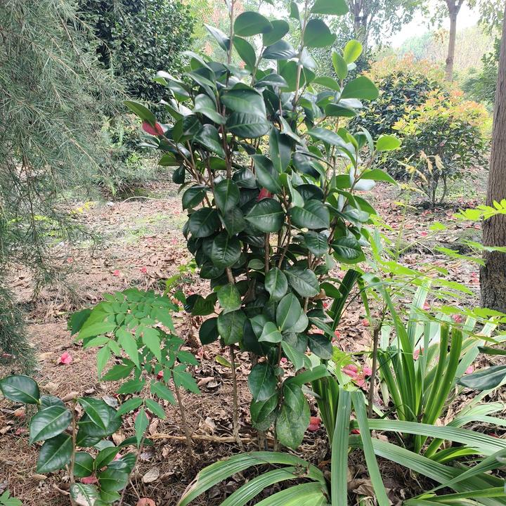 山茶花室内盆景地栽观花四季常青