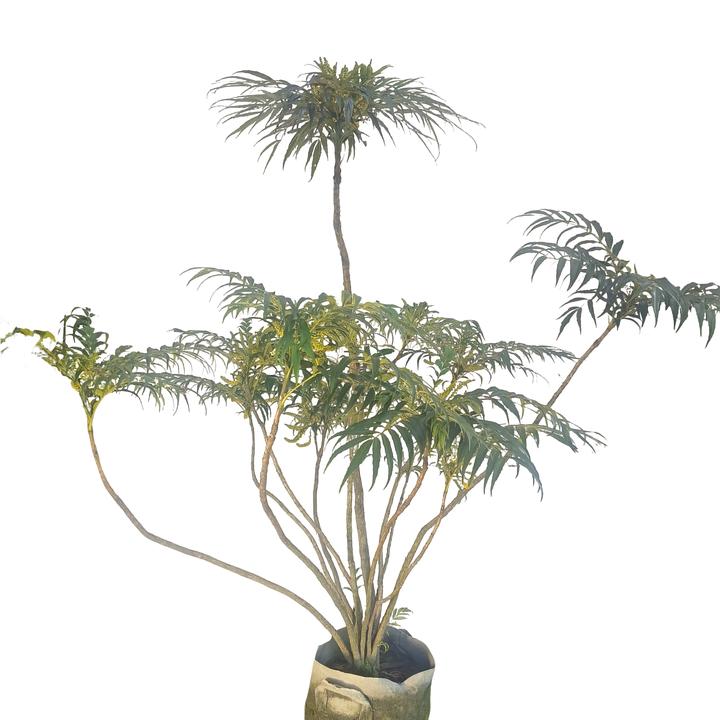 黄天竹十大功劳造型植物