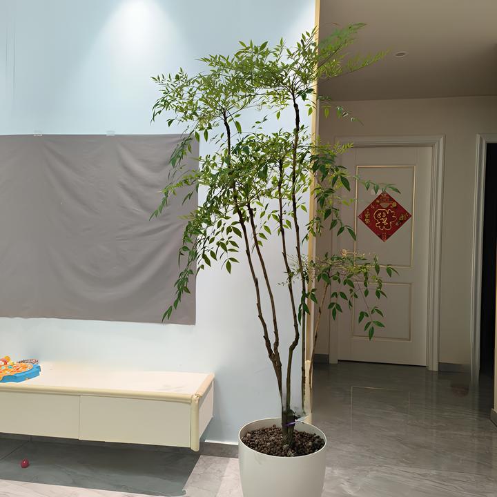 南天竹老桩室内盆景庭院造景树