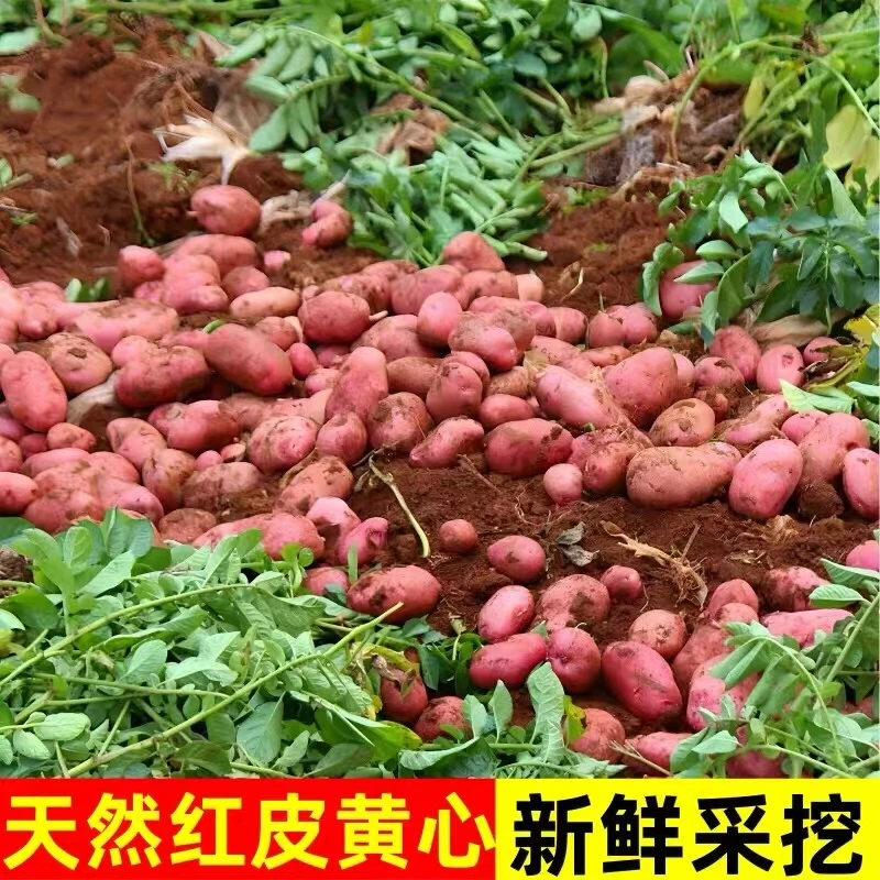 正宗新鲜红皮土豆现挖 农家种植马铃薯 红皮黄心软糯香 洋芋 当季