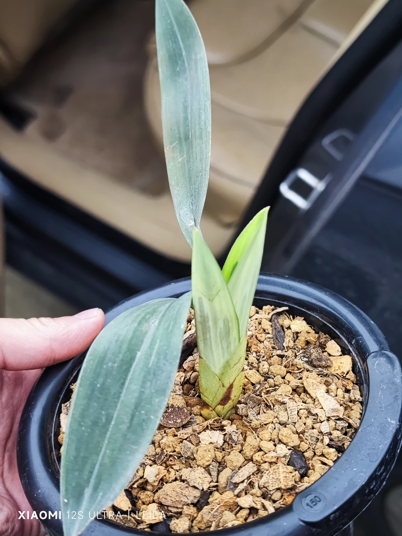 宽叶兰兔耳兰磨砂银灰滑皮