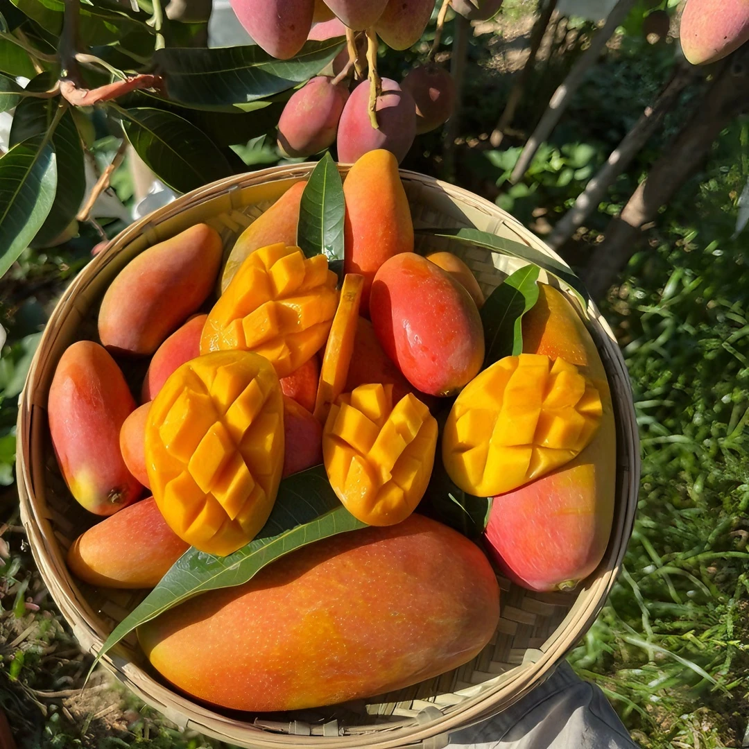 四川攀枝花小贵妃芒果界天花板香浓汁多的早熟芒果3斤/5斤/10斤