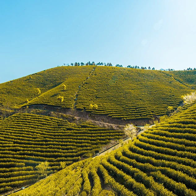 生日福利  很不错的黄金芽   临时链接