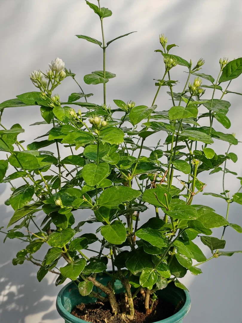 茉莉花盆栽植物浓香型