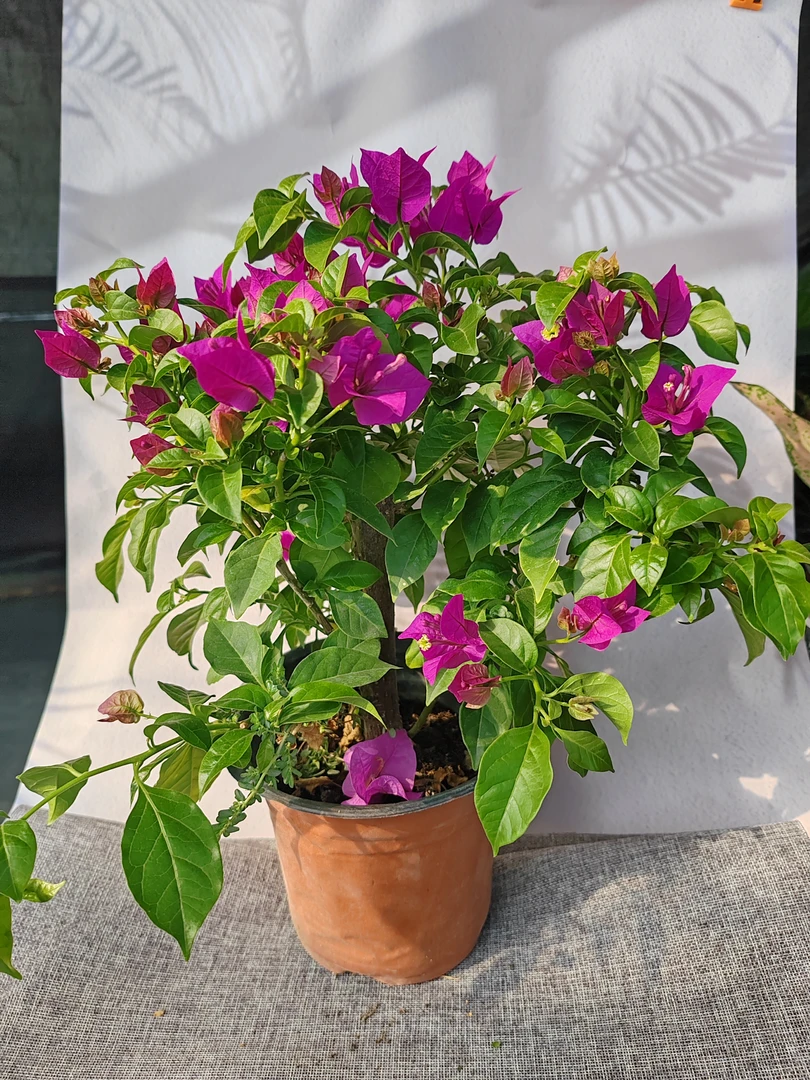 三角梅  云南紫  喜水喜阳