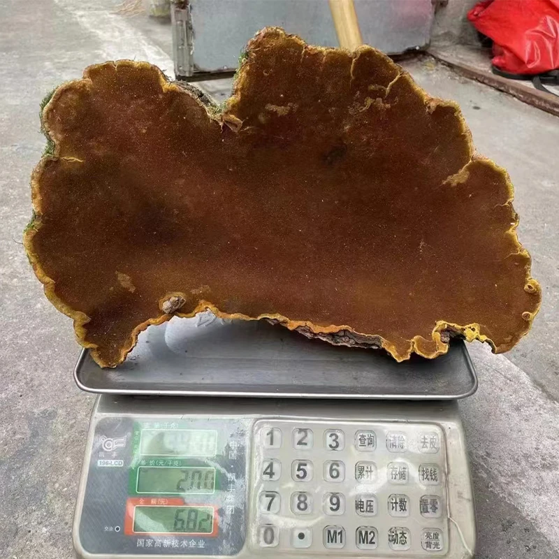 【山珍佬】西藏桑树桑黄墨脱桑树桑黄特大精品  参