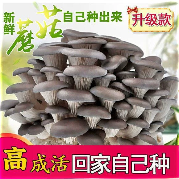 食用菌包蘑菇香菇红平菇种植养易活儿童礼品办公室内盆栽多肉植物