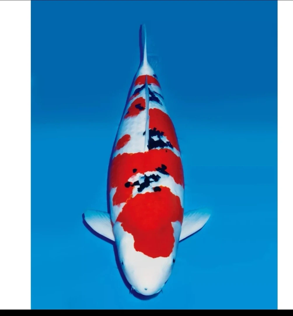 精品观赏锦鲤鱼日本进口纯种红白大正三色黄金冷水养殖