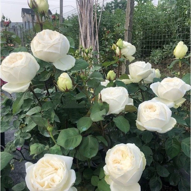 伊芙婚礼之路月季花浓香纯白色玫瑰花苗多季大花盆栽阳台庭院花