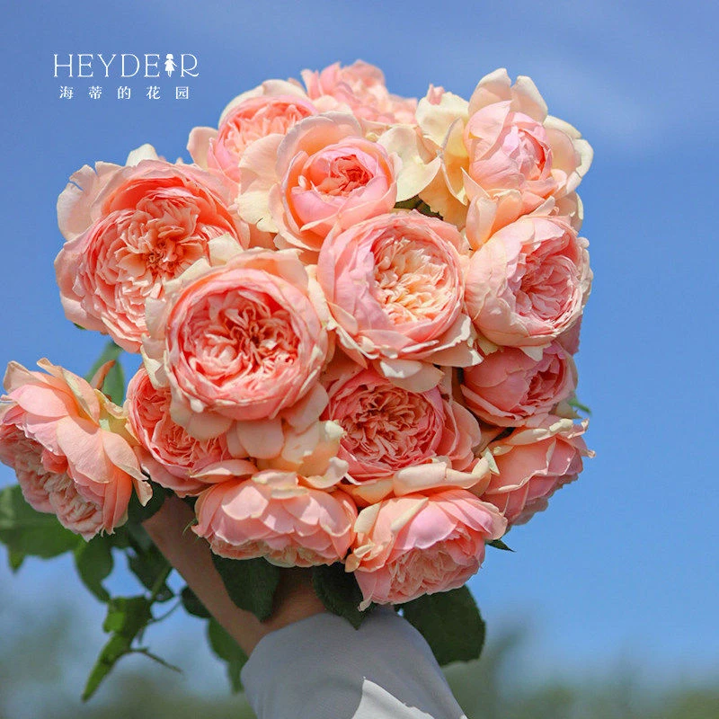 真宙月季花苗四季开花勤花抗病耐热浓香大花杏粉色欧月灌木花卉