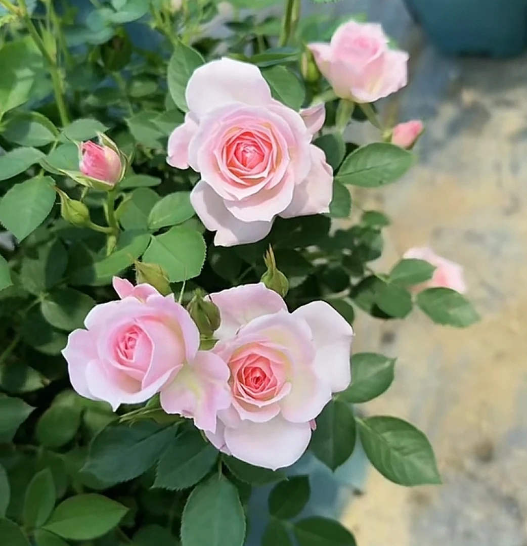 芽变品种大天河繁星月季粉色多头勤花微型月季阳台庭院种植灌木