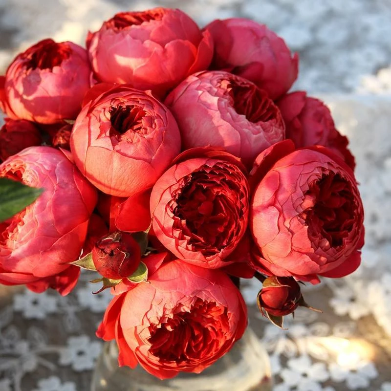 朱砂碗月季灌木耐热浓香四季勤花抗病包子型阳台花卉庭院盆栽玫瑰