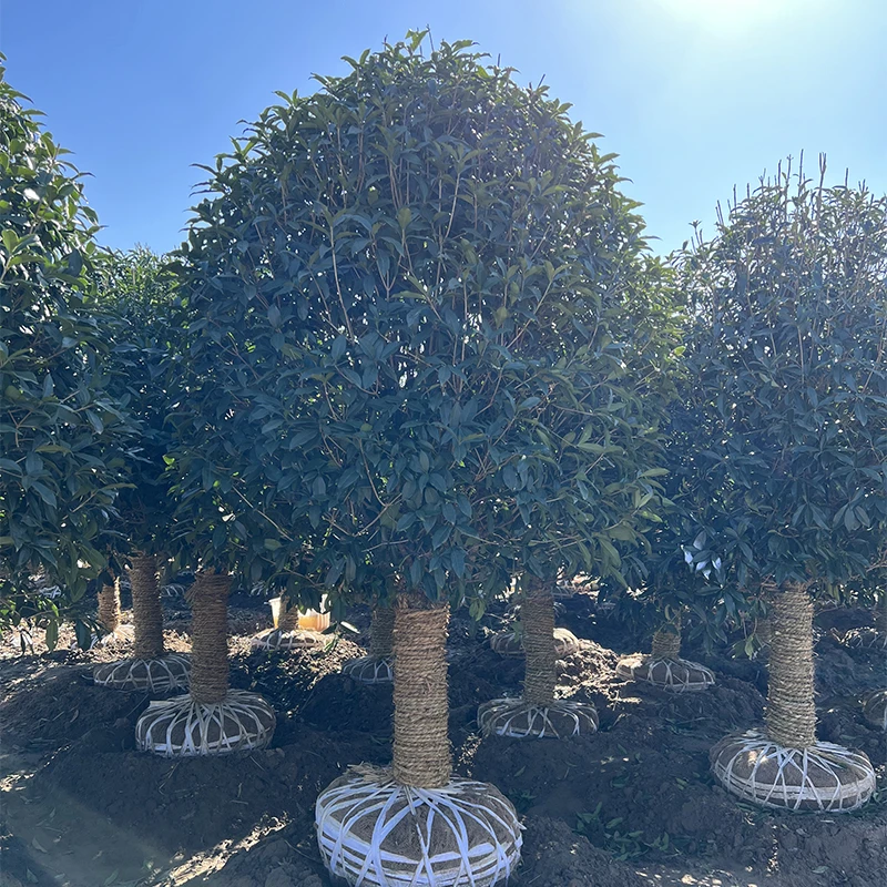 大型桂花树苗八月黄金桂丹桂庭院别墅地栽盆栽植物耐寒四季桂绿化