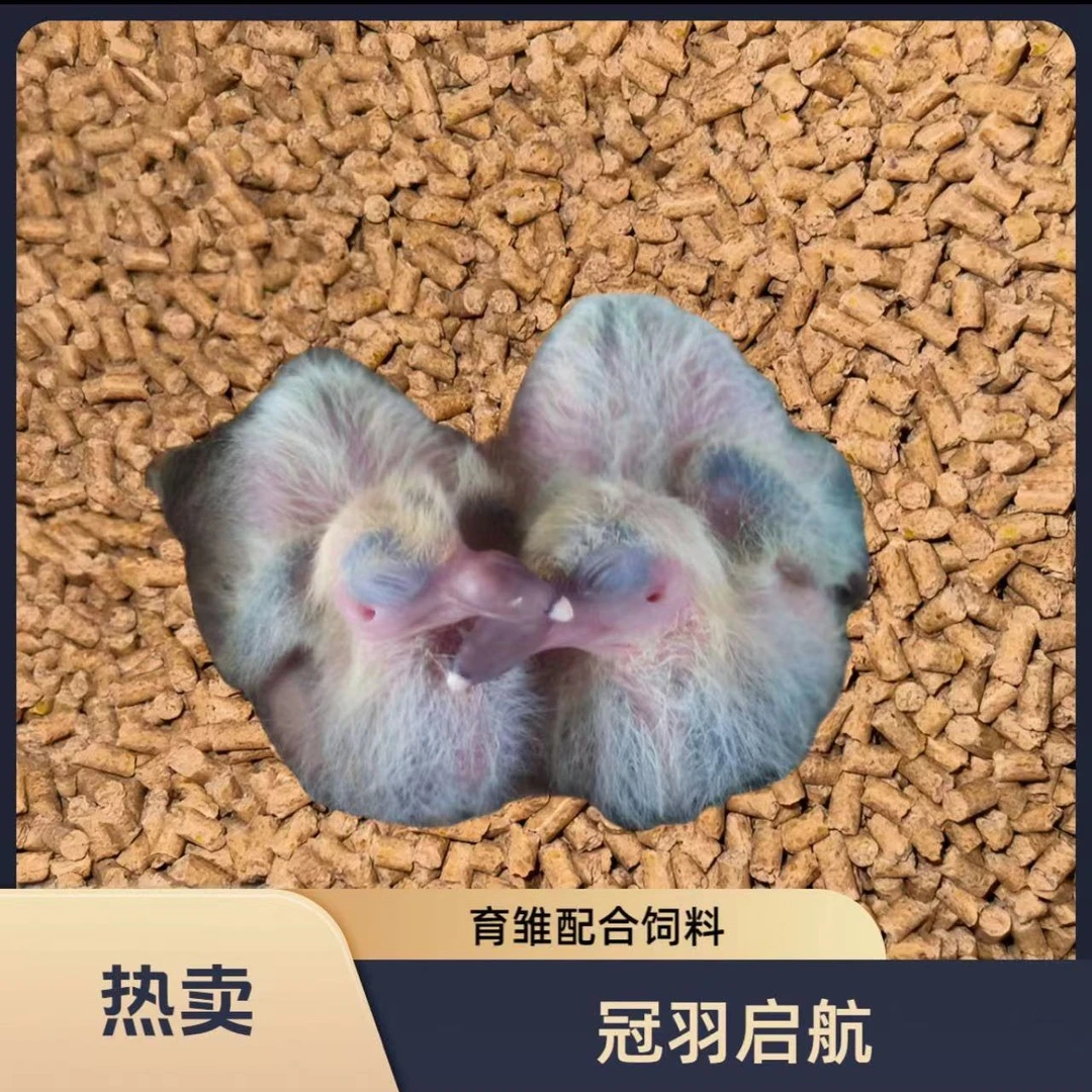 冠羽启航育雏配合饲料观赏鸽元宝圆环喷窝育雏鸽粮高蛋白营养丰富