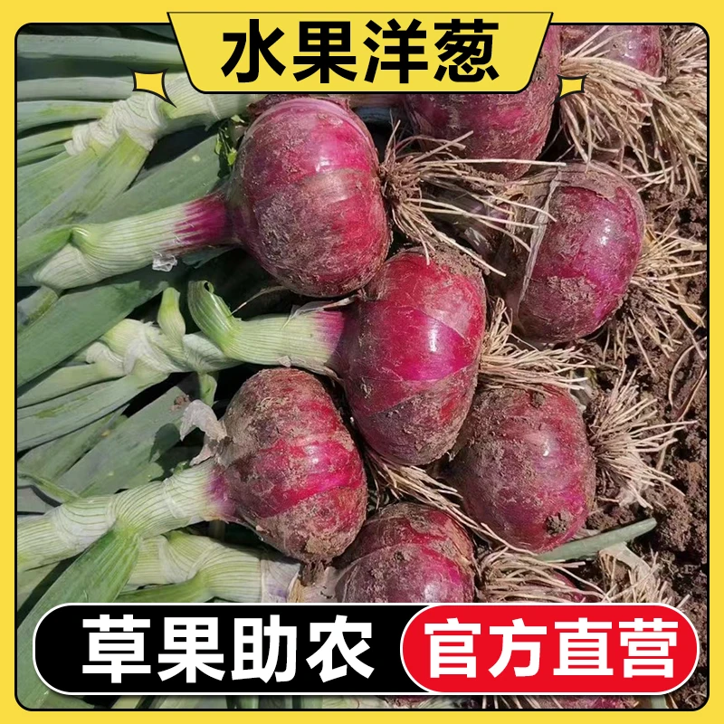 【官方补贴】新鲜洋葱水果洋葱甜洋葱紫皮生吃紫皮圆葱头蔬菜新鲜