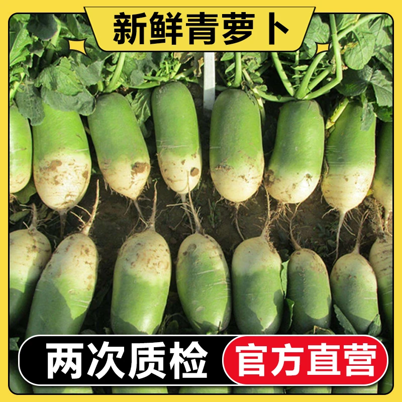 【官方直营】新鲜萝卜应季蔬菜青萝卜甜脆青皮新鲜萝卜3斤5斤9包邮